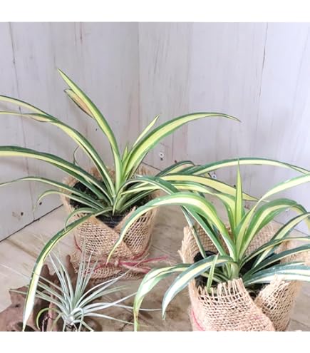 Amazon｜幹立ちユッカ アロイフォリア メディオピクタ 中斑